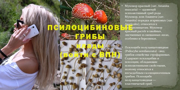 крисы Алзамай